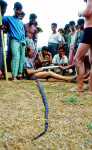 Dennis skinning 14ft King Cobra