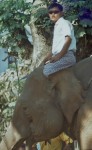 Mahout (Elephant driver)